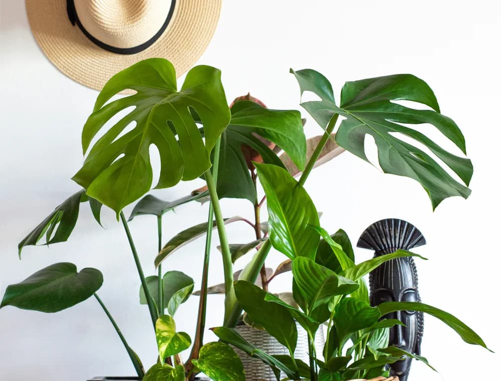 Wide-brim sun hat showing natural woven texture